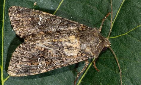 Cabbage Moth Pictures