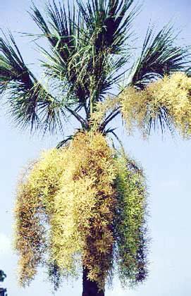Cabbage Palm Flower Pruning