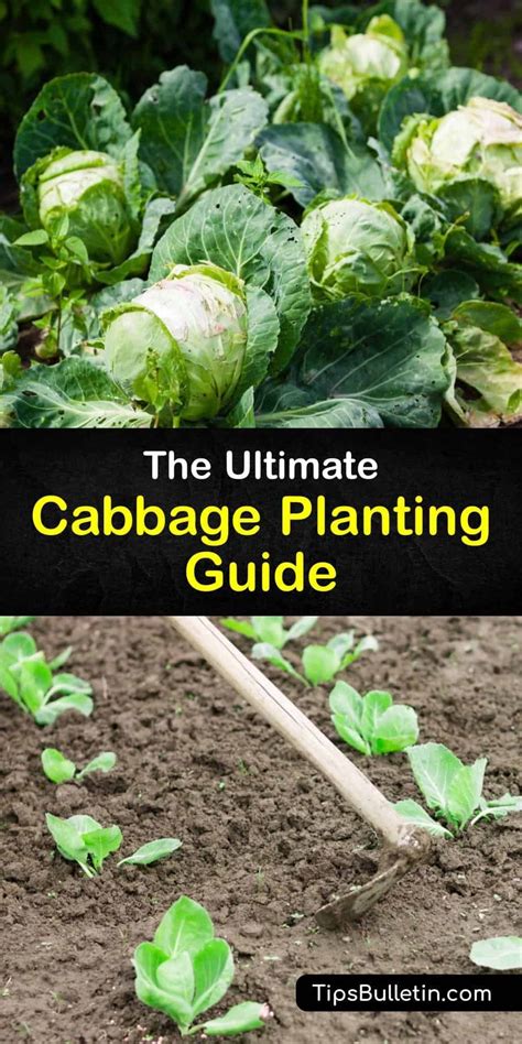 Cabbage Planting Guide Pdf