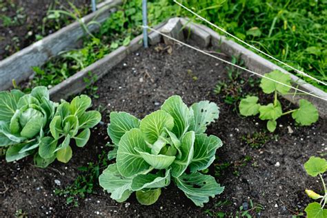 Cabbage Plants Not Growing