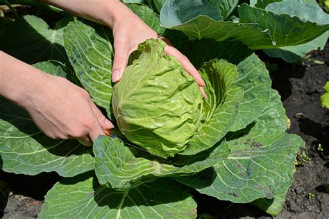 Cabbage When To Harvest