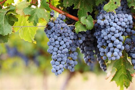 Cabernet Sauvignon Grapes