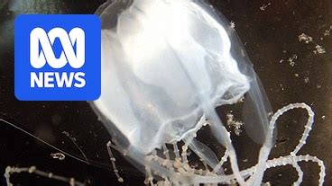 Cable Beach Irukandji