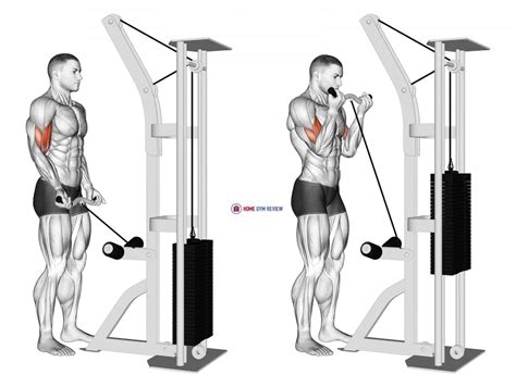 Cable Exercise Biceps