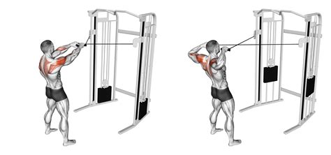 Cable Face Pull Back Muscles