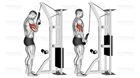 Cable Tricep Pushdown Head