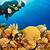 cabo san lucas diving packages