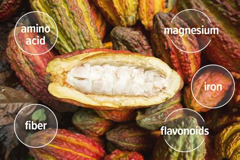 Cacao Flavonoids