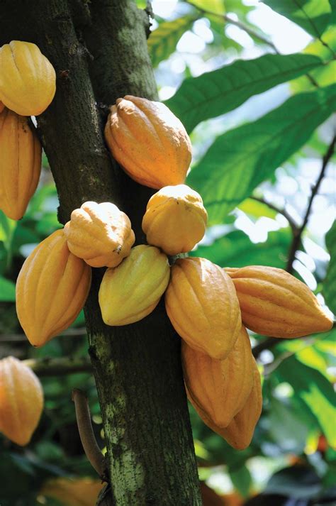 Cacao Fruit Tree