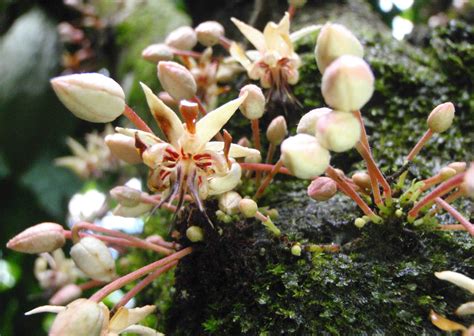 Cacao Tree Flowers