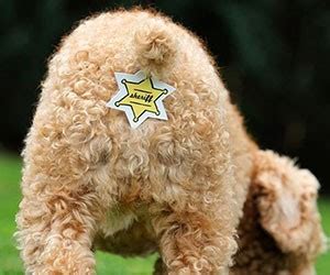 The Pointy Eared Beast How to express a dog