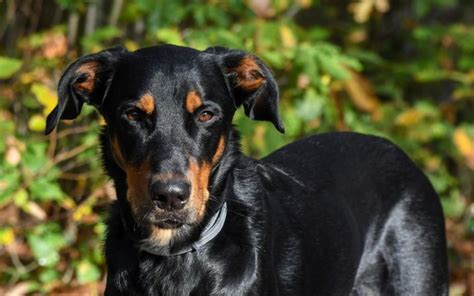 cachorro grande e preto