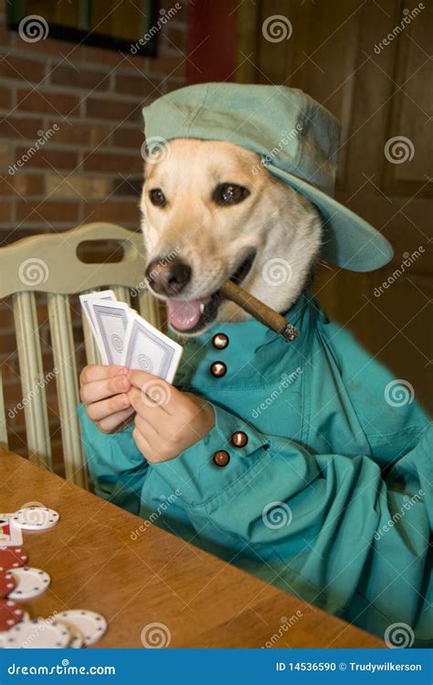 cachorro jogando baralho