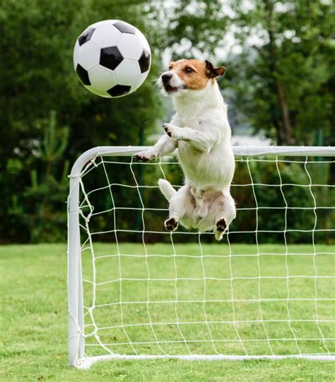 cachorro jogando futebol