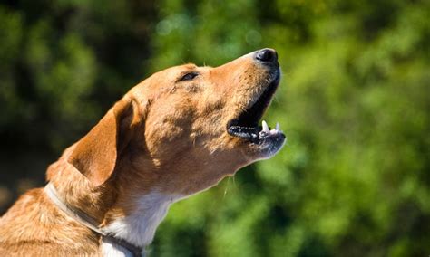 cachorro latindo do nada