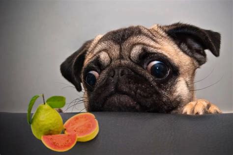 Cachorro Pode Comer Doce De Goiaba