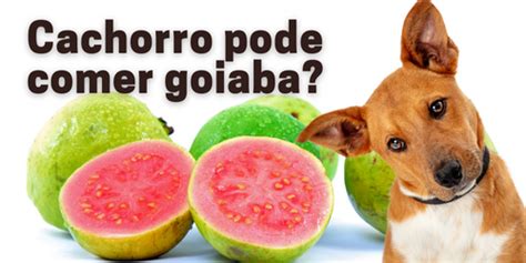 Cachorro Pode Comer Goiaba Verde