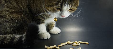 √ Kucing Cacingan? Pakai Rekomendasi Obat Cacing Kucing Ini!