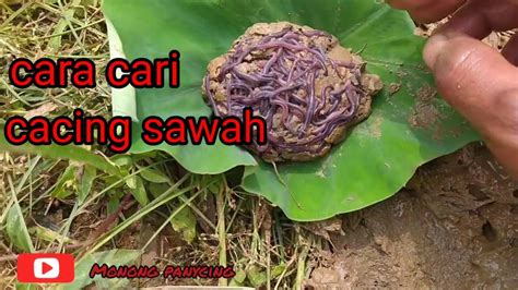 Cacing Sawah