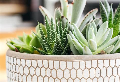 Cacti Like Succulent