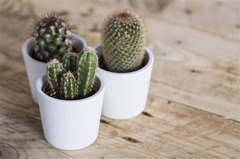 How to Grow and Care For Indoor Cactus