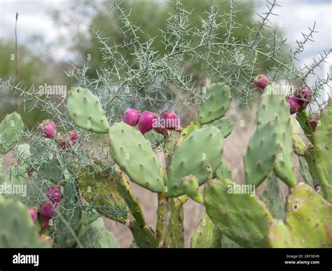 Cactus Fruit Cyprus