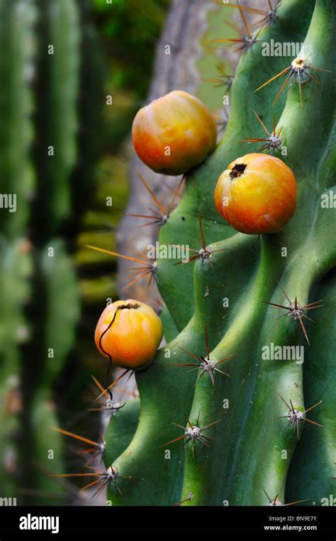 Cactus Fruit Thorns