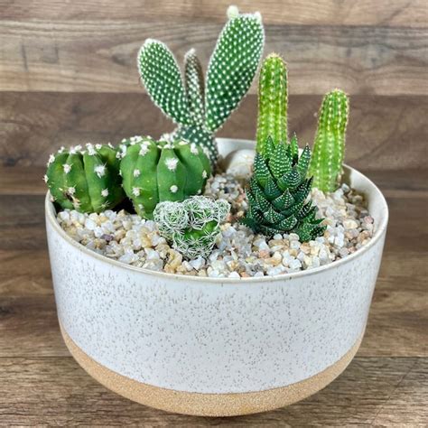 Cactus Garden Gift