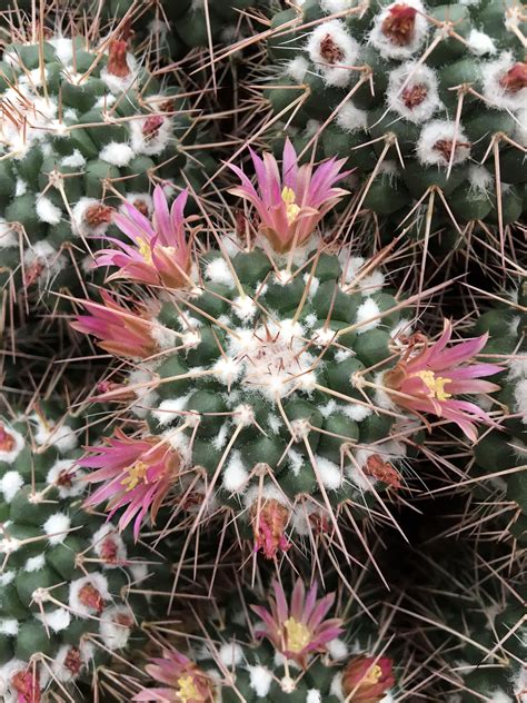 Cactus Lower Classifications