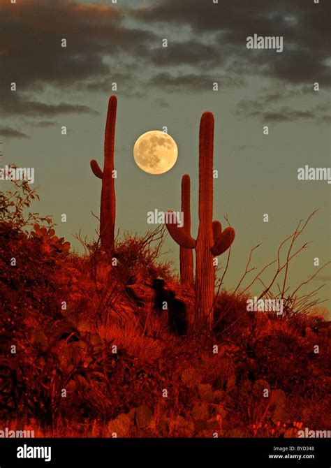 cactus moon tucson az