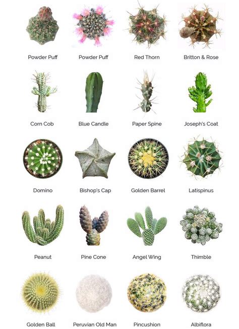 Cactus Name Origin