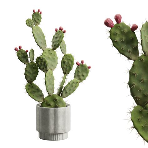 Cactus Opuntia Model