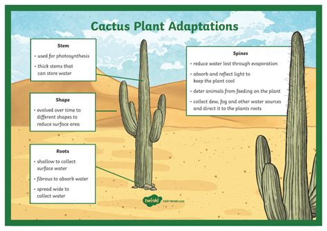 Cactus Plants Adaptations