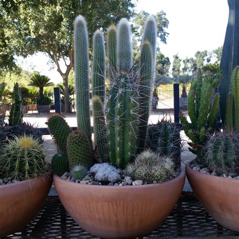 Cactus Pots Large