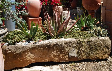 Cactus Succulent Trough