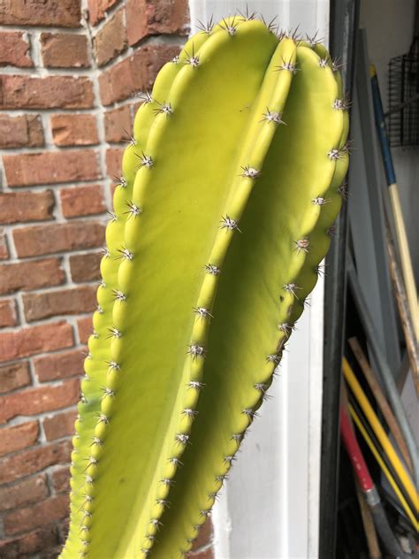 cactus turning yellow?? info below plantclinic