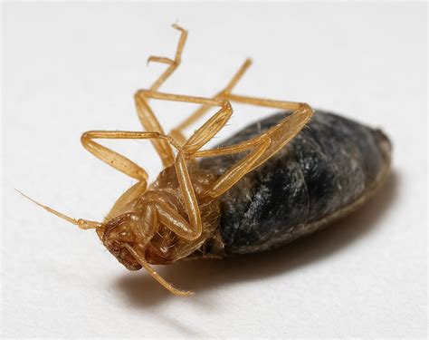 Après les punaises de lit, invasion de punaises diaboliques en France ! Remèdes de GrandMère