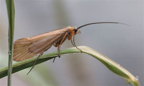 Caddisfly Identification Uk
