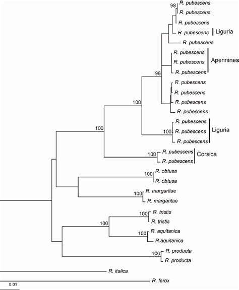 Caddisfly Phylogeny