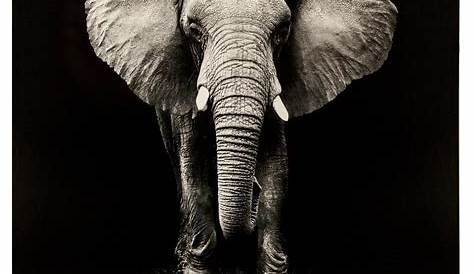 Cadre Photo Elephant Noir Et Blanc Tableau éléphant Animaux Artetdeco.