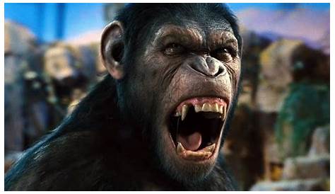 Caesar Rise Of The Planet Of The Apes No Highres Photo CAESAR From RISE OF THE OF THE