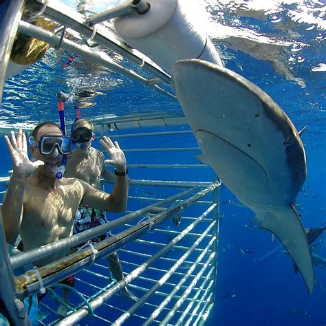 cage dive with sharks hawaii