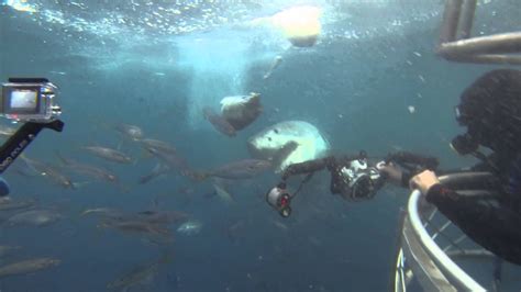 Cage Diving Destin Florida