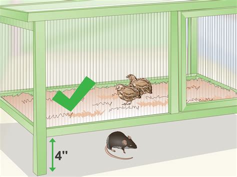 Cage For Button Quail