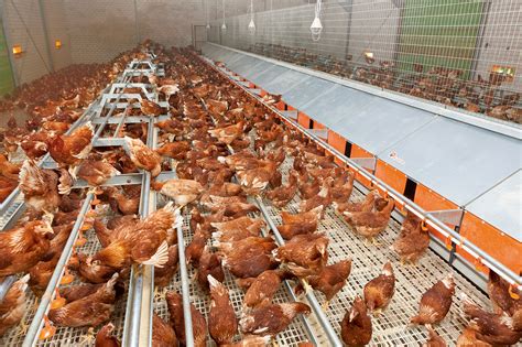 Unlock the Truth: Why Cage-Free Living Matters for Animals