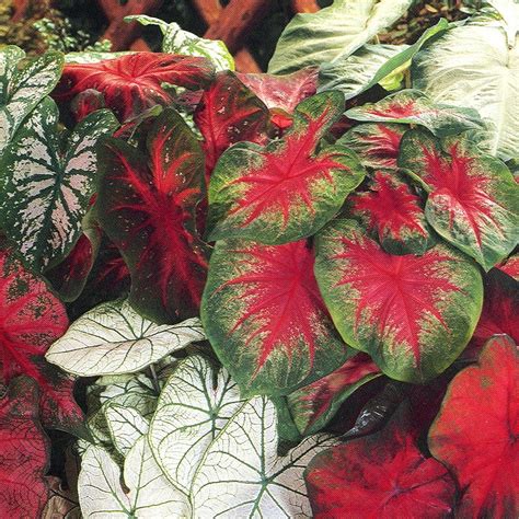 Caladium Bulbs Deer Resistant
