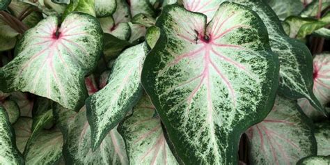 Caladium Bulbs Toxic