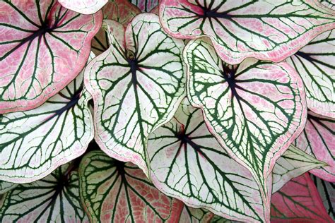caladium indoors