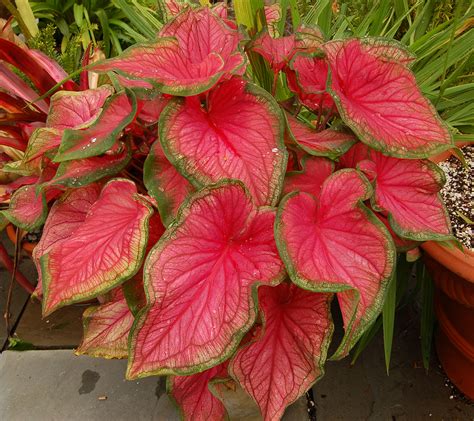 How To Care For Caladium Plants