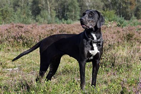 Calahoo Dog Breed